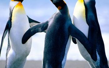 580x580-1bc5fe0-1726-Penguins.jpeg 580x580-1bc5fe0-1726-Penguins.jpeg